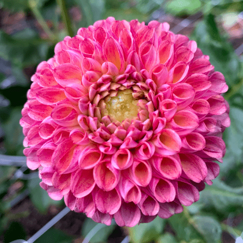 Caitlin's Joy - Dahlia Flowers In Bloom