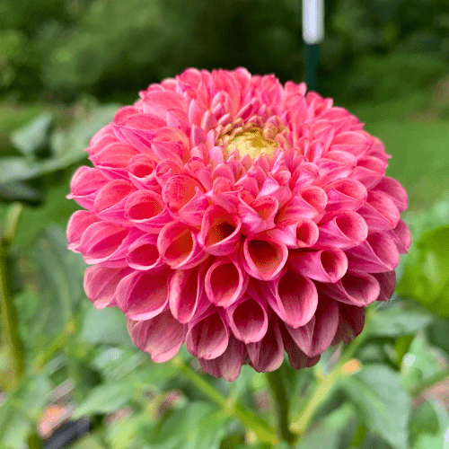 Caitlin's Joy - Dahlia Flowers In Bloom