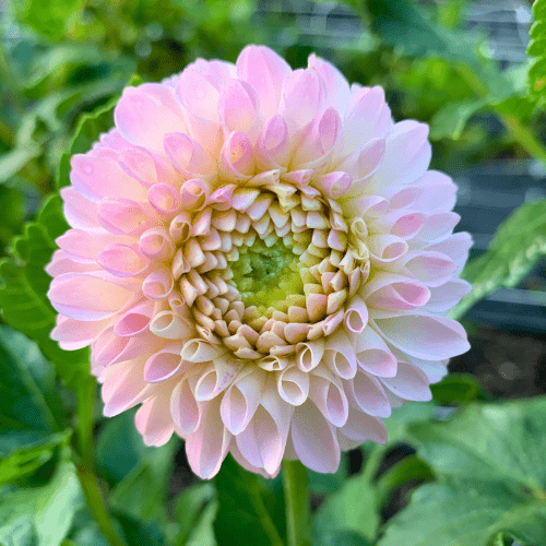 Camano Zoe - Dahlia Flowers In Bloom