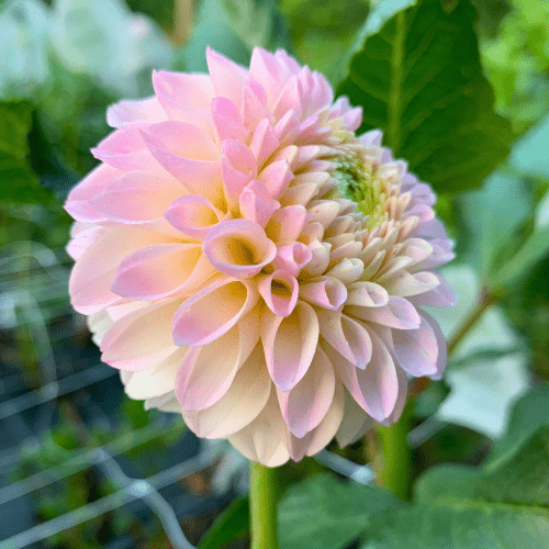 Camano Zoe - Dahlia Flowers In Bloom