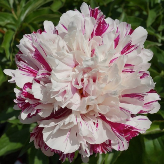 candy stripe peony