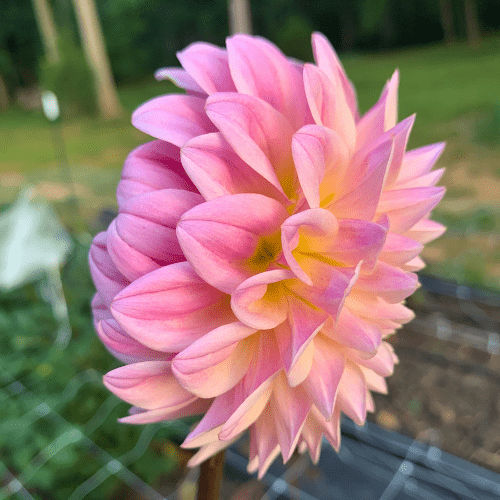 Castle Drive - Dahlia Flowers In Bloom