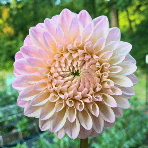 Castle Drive - Dahlia Flowers In Bloom