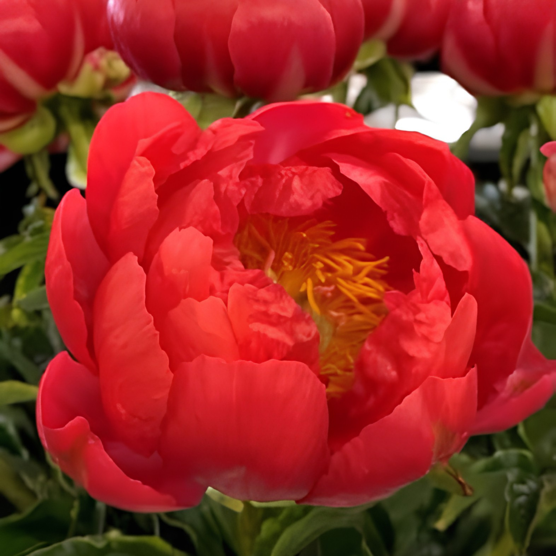 coral magic peony