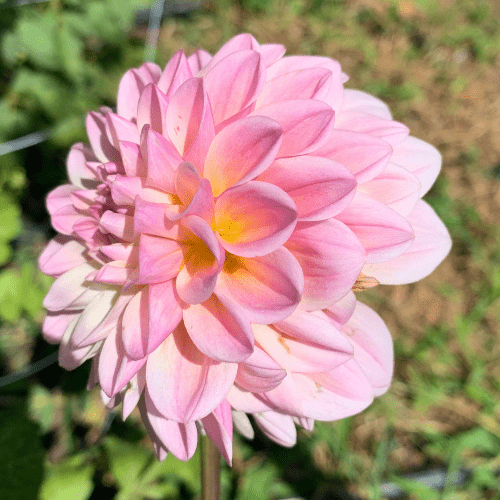 Coralie - Dahlia Flowers In Bloom