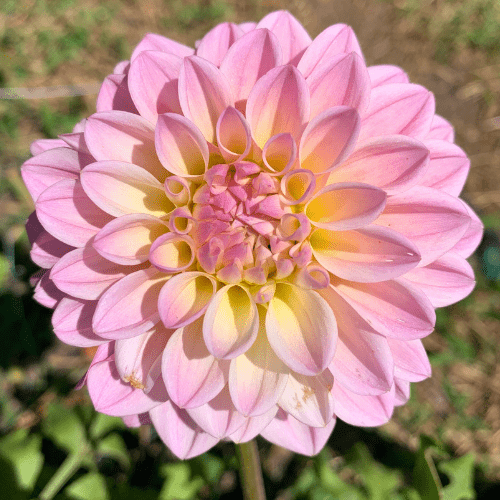 Coralie - Dahlia Flowers In Bloom