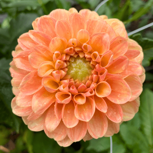 Crichton Honey - Dahlia Flowers In Bloom