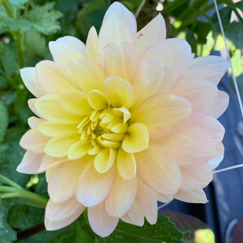 Day Dreamer - Dahlia Flowers In Bloom