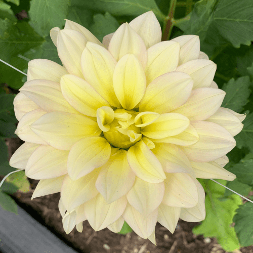 Day Dreamer - Dahlia Flowers In Bloom