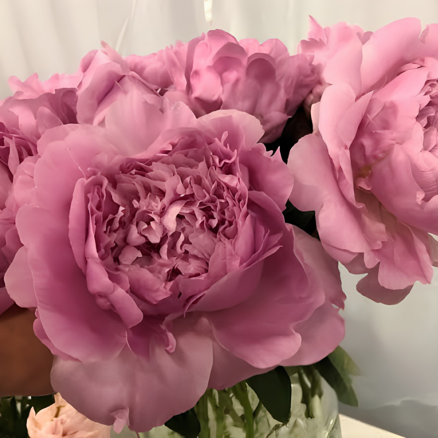 dinner plate peony