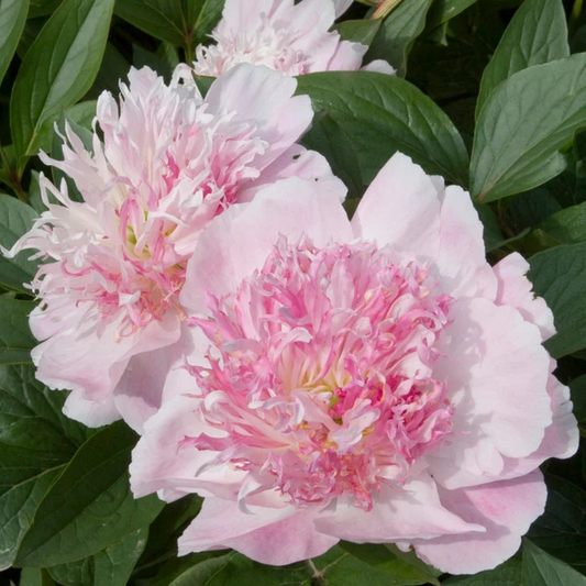 do tell peony