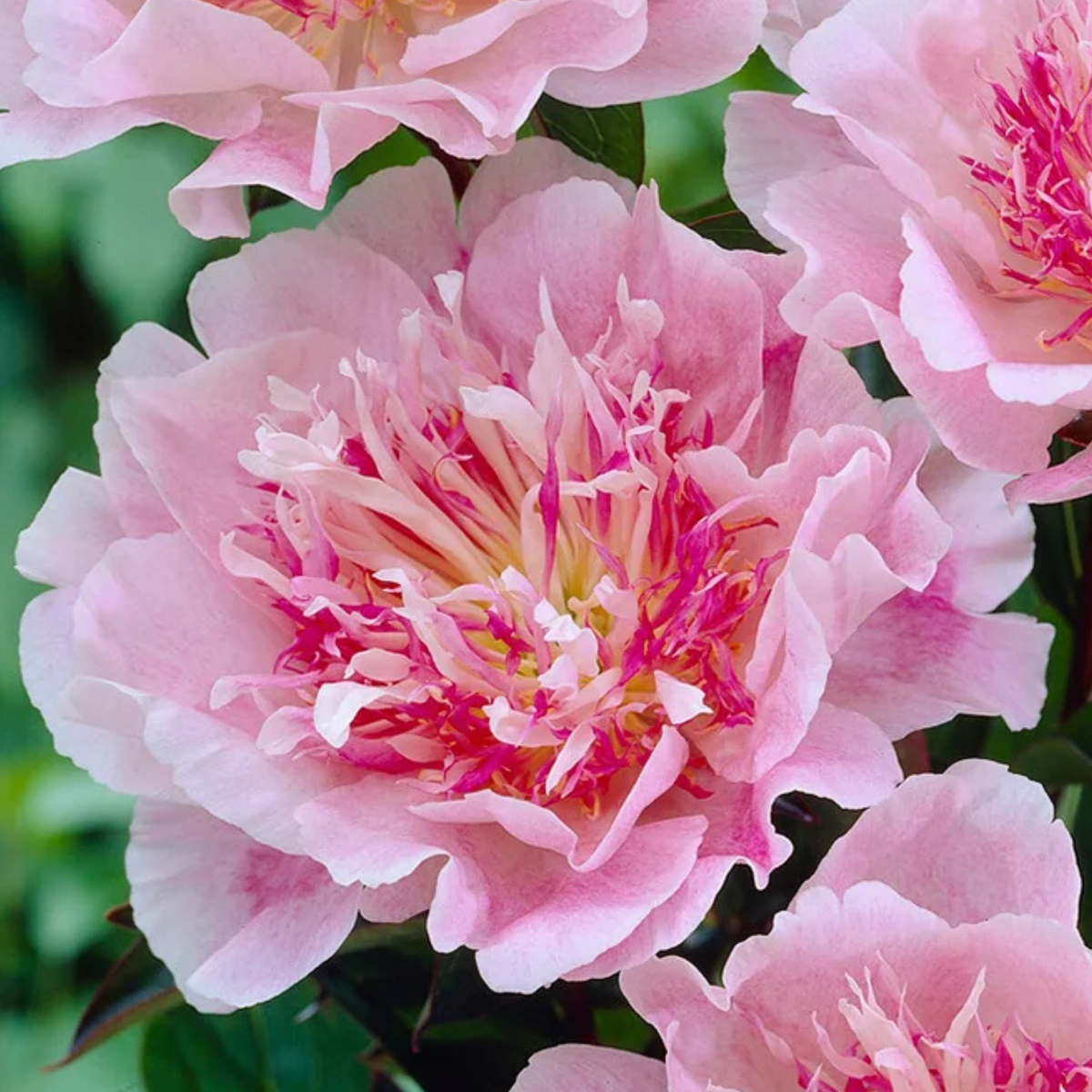 do tell peony