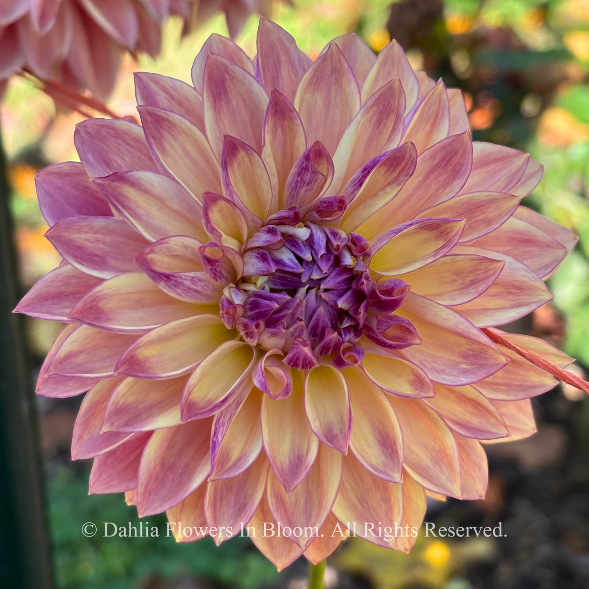 dusty beauty dahlia