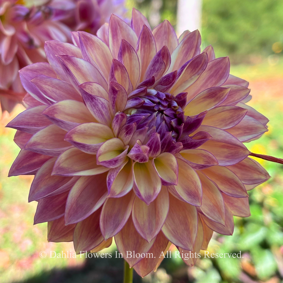 dusty beauty dahlia