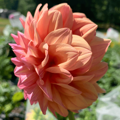 Ferncliff Copper - Dahlia Flowers In Bloom