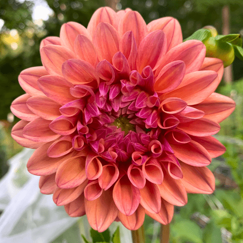 Ferncliff Copper - Dahlia Flowers In Bloom