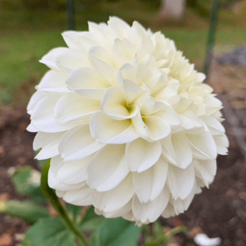 Ferncliff Crevasse - Dahlia Flowers In Bloom