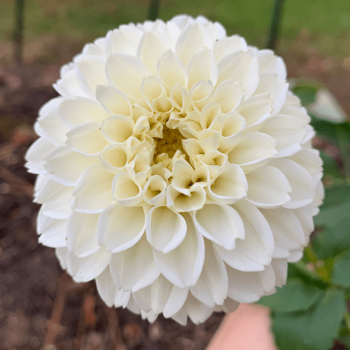 Ferncliff Crevasse - Dahlia Flowers In Bloom