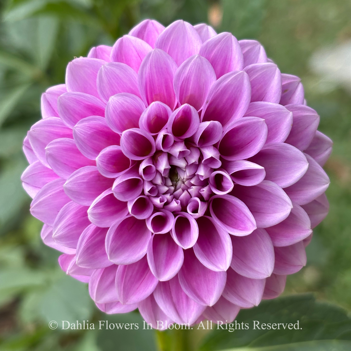 florelie jeanette