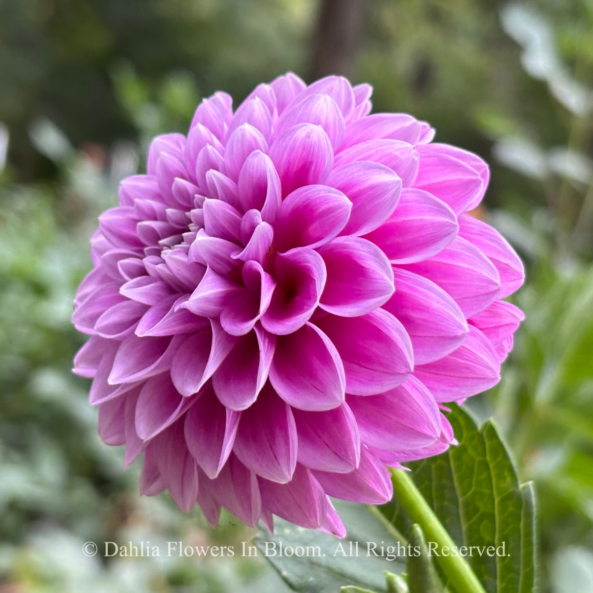 florelie jeanette