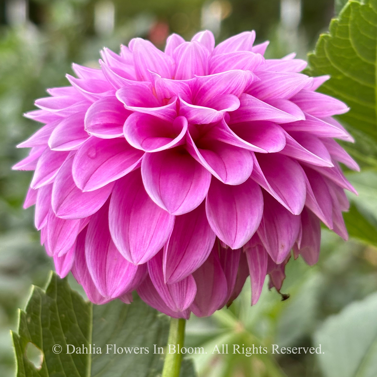 florelie jeanette