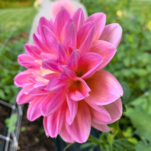 Gabbie's Wish - Dahlia Flowers In Bloom