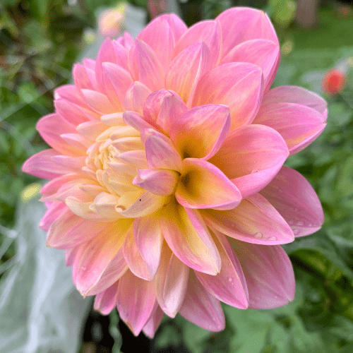 Gabbie's Wish - Dahlia Flowers In Bloom