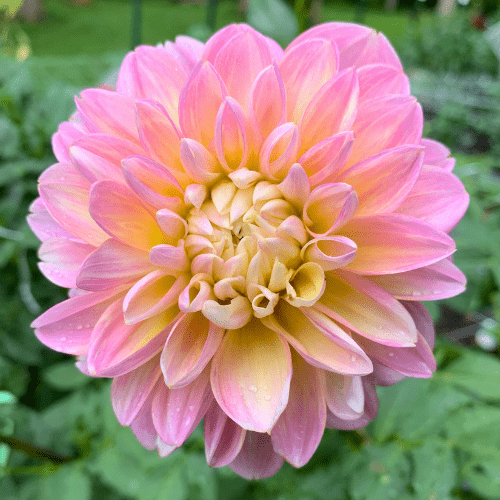 Gabbie's Wish - Dahlia Flowers In Bloom