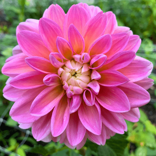 Gabbie's Wish - Dahlia Flowers In Bloom