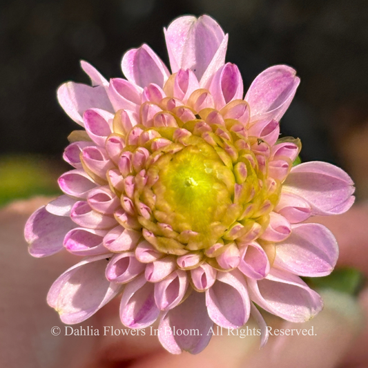 hapet_compo_dahlia