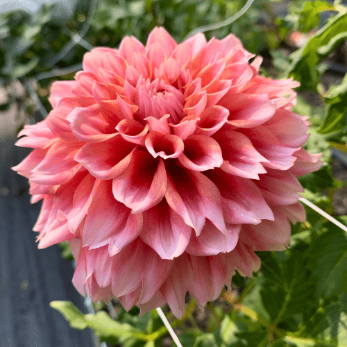 Hollyhill Orange Ice - Dahlia Flowers In Bloom