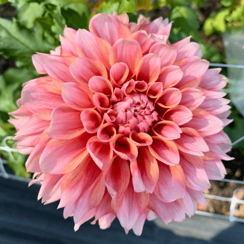 Hollyhill Orange Ice - Dahlia Flowers In Bloom