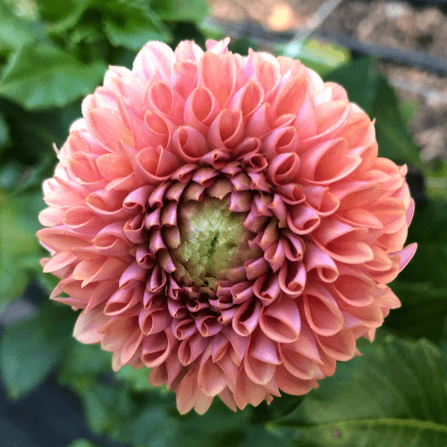 Jomanda - Dahlia Flowers In Bloom