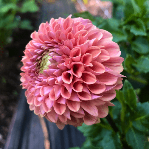 Jomanda - Dahlia Flowers In Bloom