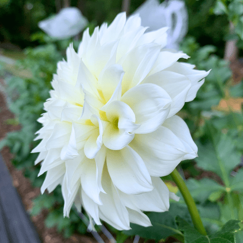 KA's Bella Luna - Dahlia Flowers In Bloom