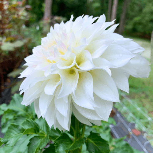 KA's Bella Luna - Dahlia Flowers In Bloom