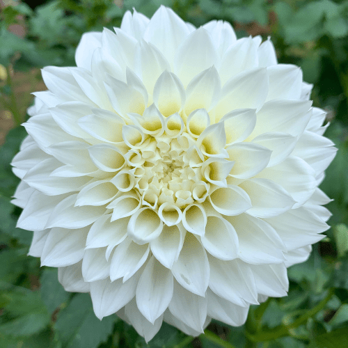 KA's Bella Luna - Dahlia Flowers In Bloom