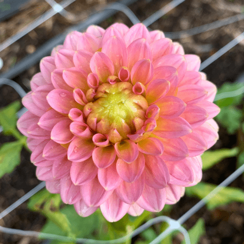 KA's™ Boho Peach - Dahlia Flowers In Bloom