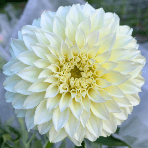 KA's™ Champagne - Dahlia Flowers In Bloom