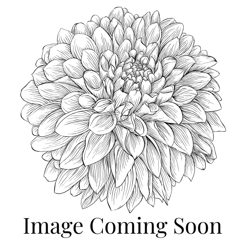 KA's™ Keltie Cherry - Dahlia Flowers In Bloom