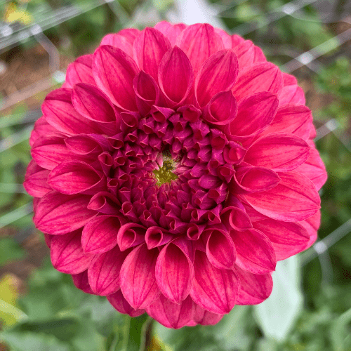 KA's Keltie Rose - Dahlia Flowers In Bloom