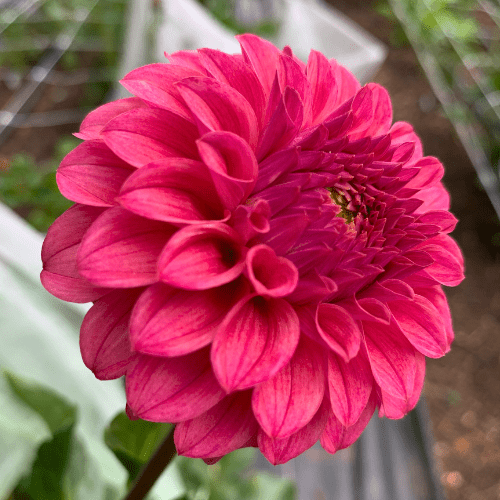 KA's Keltie Rose - Dahlia Flowers In Bloom