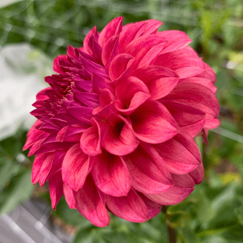 KA's Keltie Rose - Dahlia Flowers In Bloom