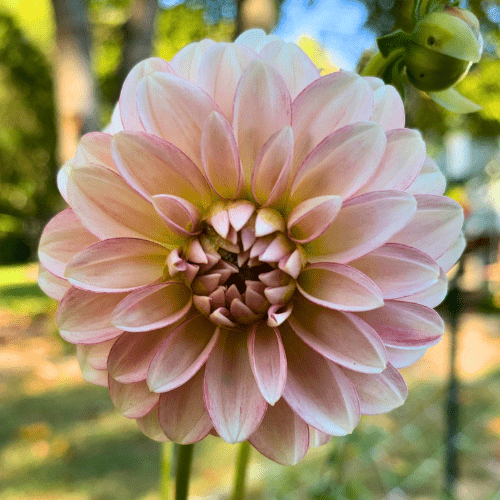 KA's™ Mocha Jo - Dahlia Flowers In Bloom