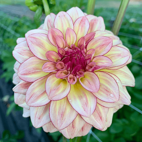 KA's™ Mocha Katie - Dahlia Flowers In Bloom