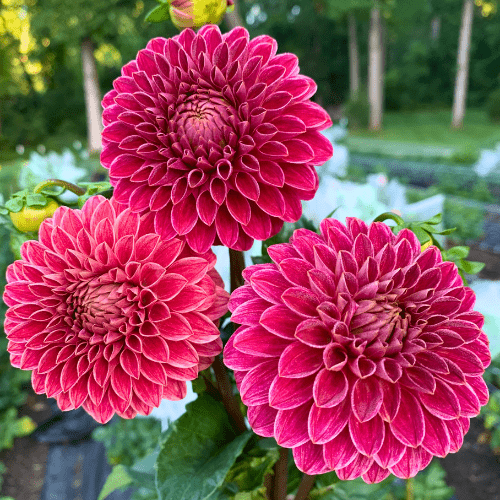 KA's Rosie Jo - Dahlia Flowers In Bloom