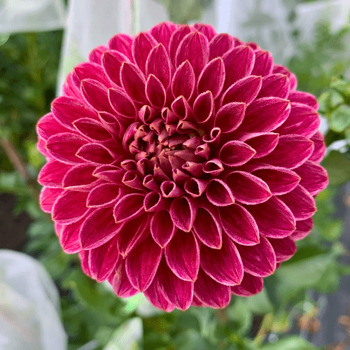 KA's Rosie Jo - Dahlia Flowers In Bloom