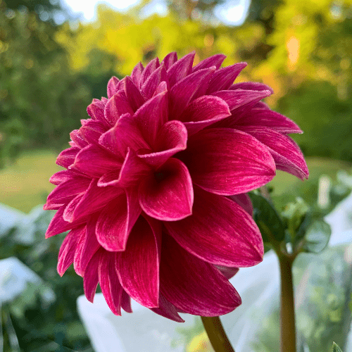 KA's Rosie Jo - Dahlia Flowers In Bloom