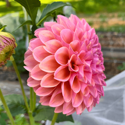 Linda's Baby - Dahlia Flowers In Bloom