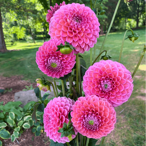 Linda's Baby - Dahlia Flowers In Bloom